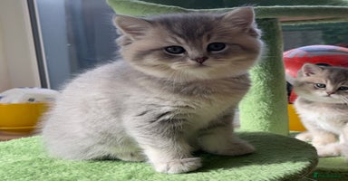 British Shorthair cats - Advert 9