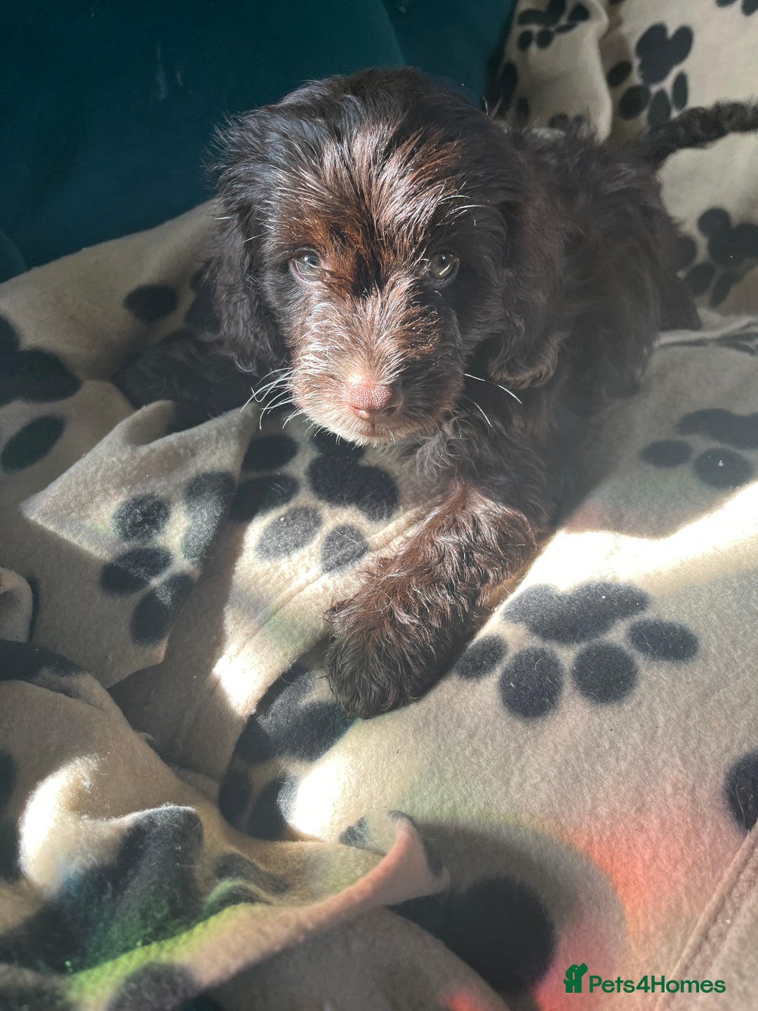 Cockapoo dogs for sale: Adorable Cockapoo Puppies  - Image 16