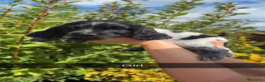 Cocker Spaniel 5