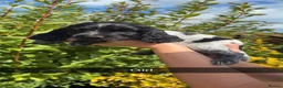 Cocker Spaniel dogs for sale:  show type cocker spaniel puppies🐾 - Advert 27