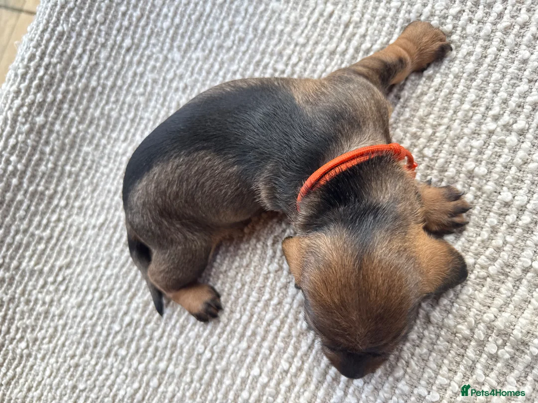 Dachshund dogs for sale: Beautiful Standard Wirehaired Dachshunds  in Ilminster - Advert 17