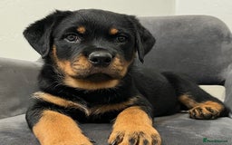 Rottweiler dogs for sale: 🐾 Beautiful Rottweiler Puppies Ready🐾 - Image 4