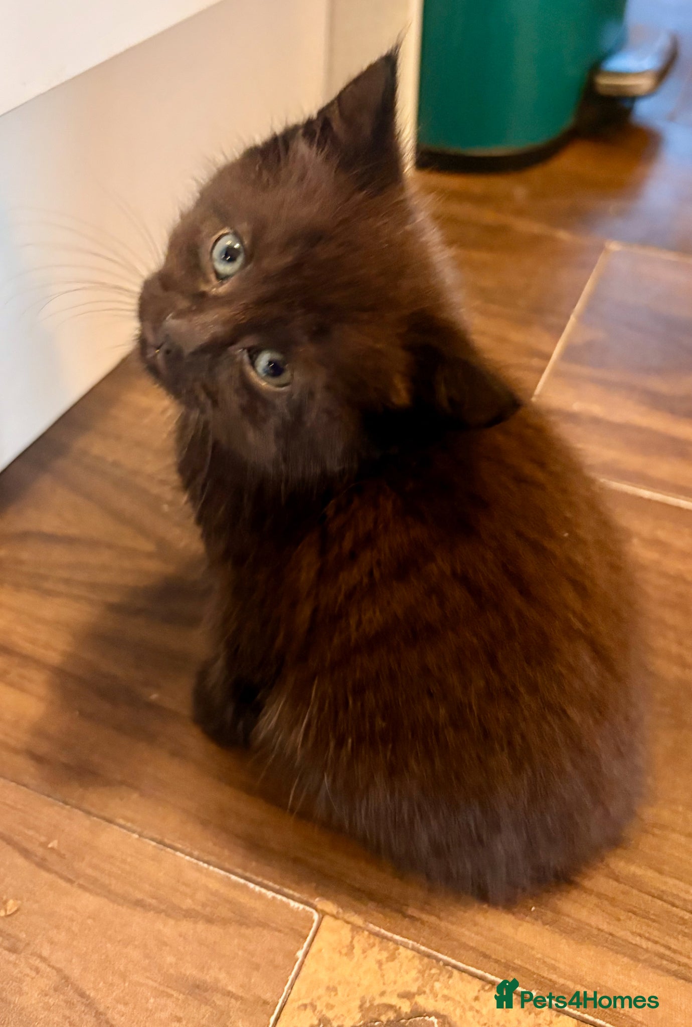 Mixed Breed cats for sale: Beautiful Kittens For Sale - Advert 16