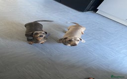 Dachshund dogs for sale: Beautiful mini dashound - Image 5