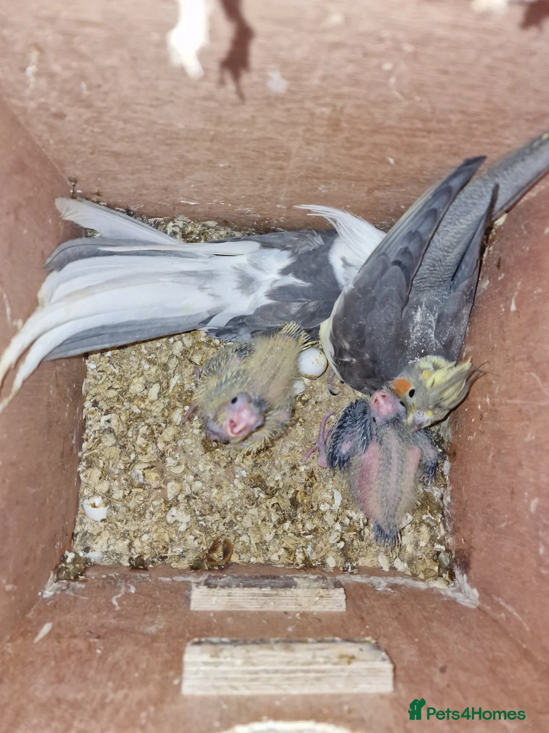 Budgerigars birds for sale: Super hand tamed baby budgies for sale  - Advert 2