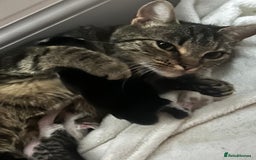 Mixed Breed cats for sale: 2 beautiful tabby girls and 1 Black & white Boy - Image 3