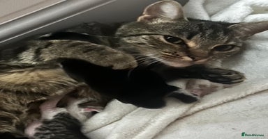 Mixed Breed cats - Advert 15