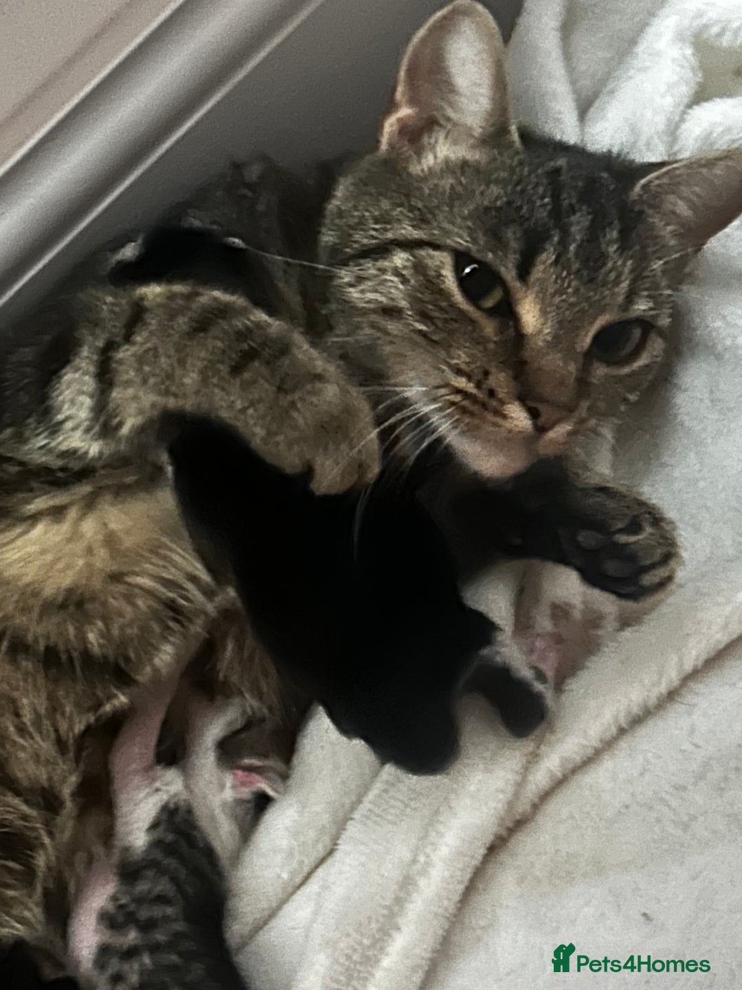 Mixed Breed cats for sale: 2 beautiful tabby girls and 1 Black & white Boy - Image 3