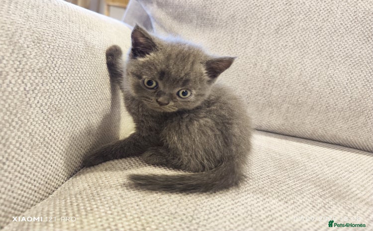 Scottish Fold cats - Advert 1