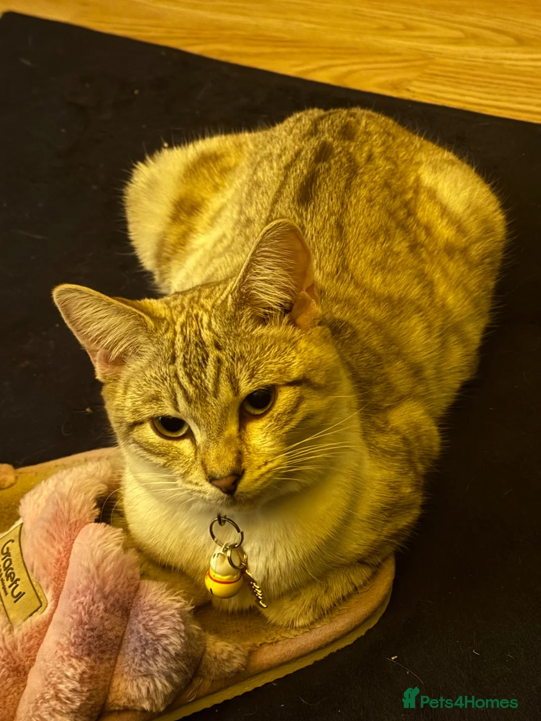 Bengal cats for sale: Cashmere coat bengals - Advert 9