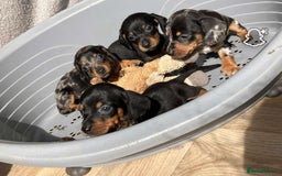 Miniature Dachshund dogs for sale: Miniature dachshund puppies - Image 2