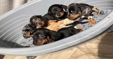 Miniature Dachshund dogs - Advert 14