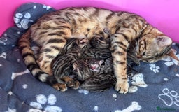 Bengal cats for sale: TICA Reg Bengal Kittens - Browns, Lynx & Mink - Image 34