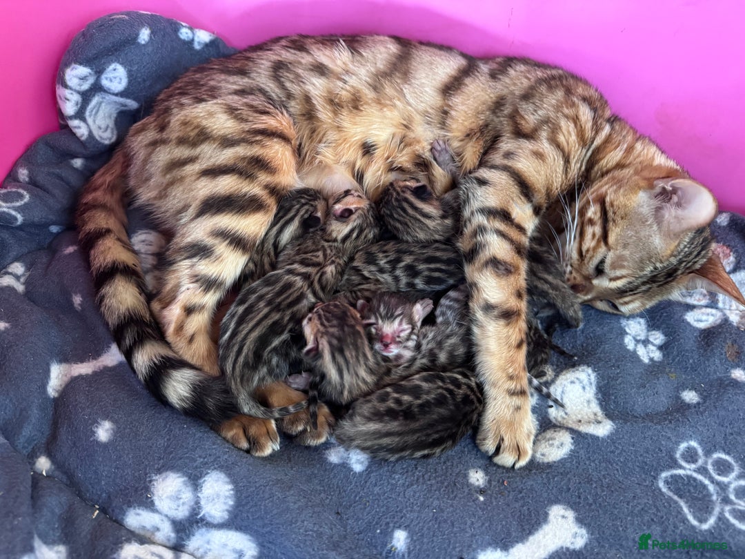 Bengal cats for sale: TICA Reg Bengal Kittens - Browns, Lynx & Mink - Image 34