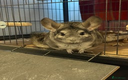 Chinchilla rodents for sale: 3 Chinchillas (family) - Image 5