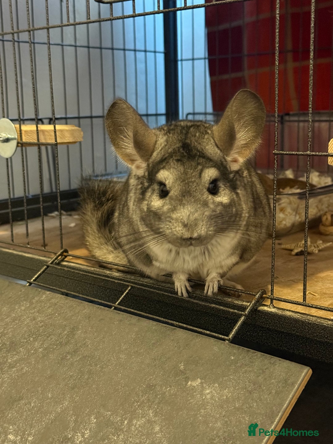 Chinchilla rodents for sale: 3 Chinchillas (family) - Image 5