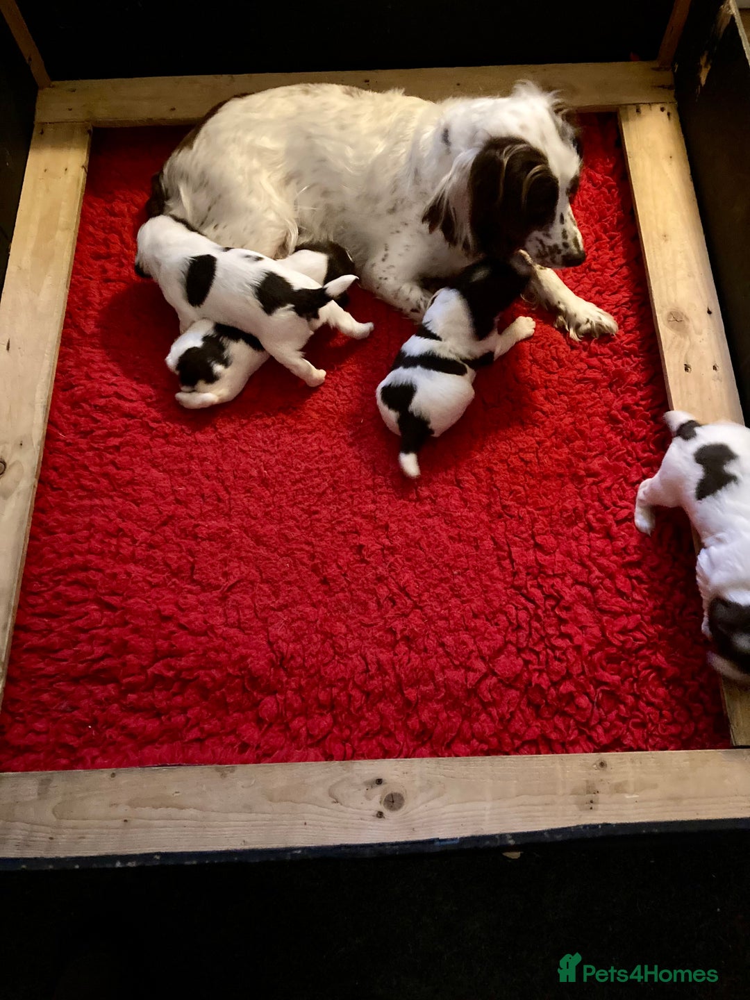 English Springer Spaniel dogs for sale: English Springer Spaniel Pups  - Image 26