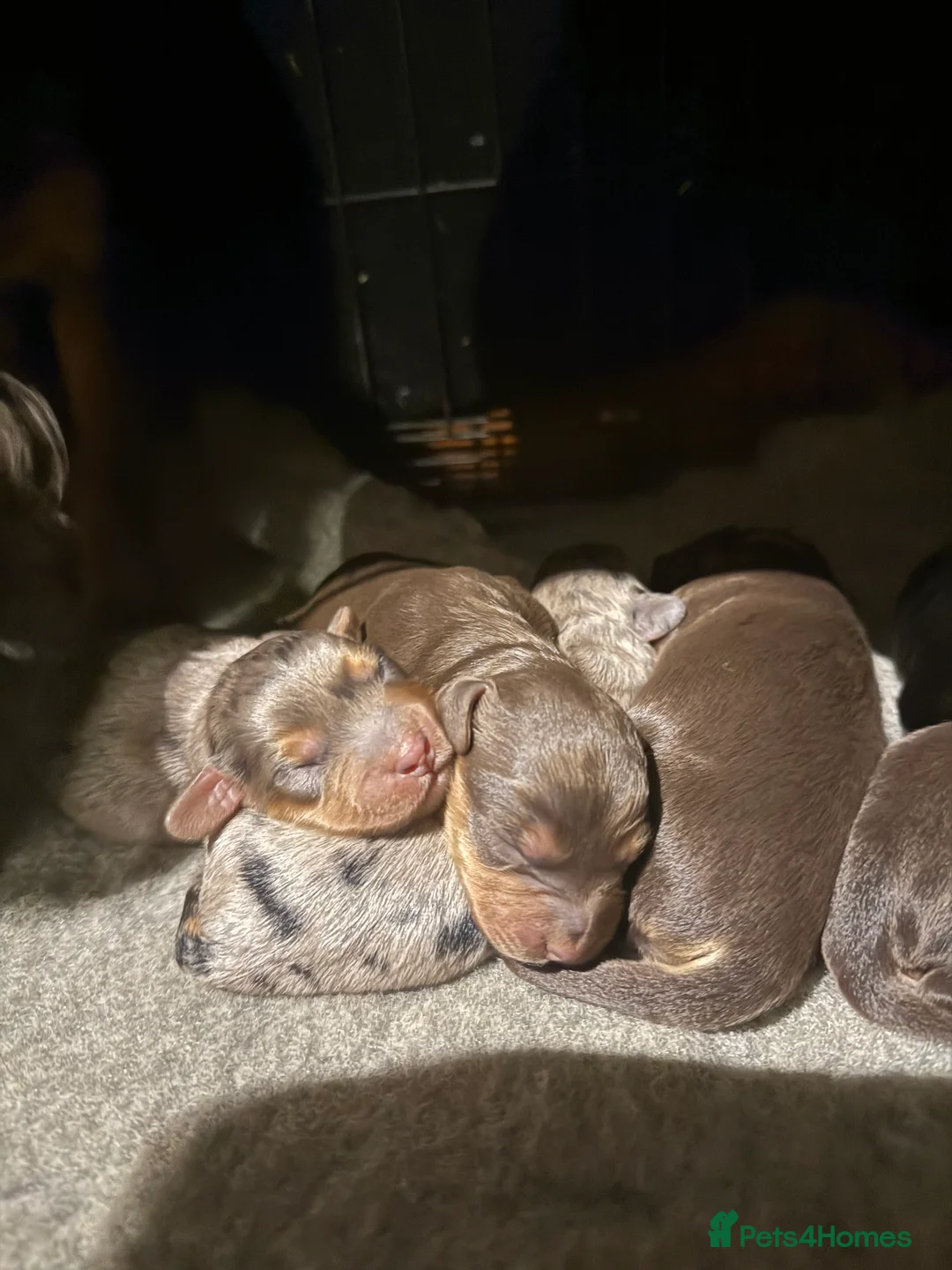 Cockapoo dogs for sale: Beautiful Merle cockapoos - Advert 4