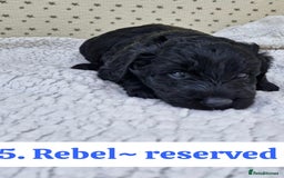 Labradoodle dogs for sale: 10 F1b labradoodles  - Image 6