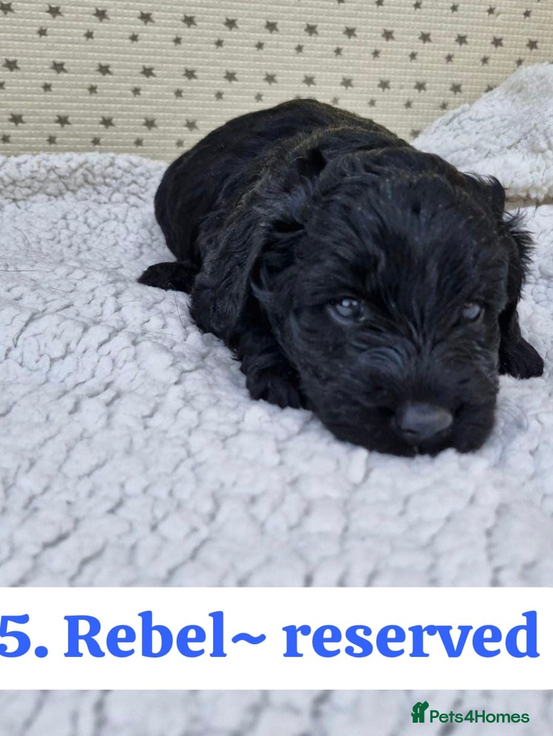 Labradoodle dogs for sale: 10 F1b labradoodles  - Image 6