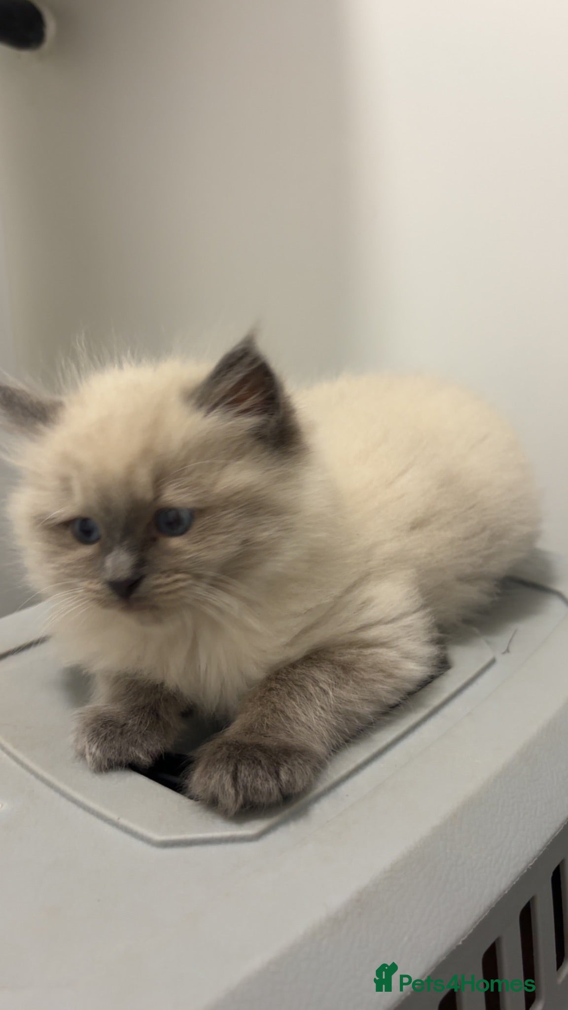 Ragdoll cats 🐾 Beautiful Female Lilac Ragdoll Kitten - Advert 1
