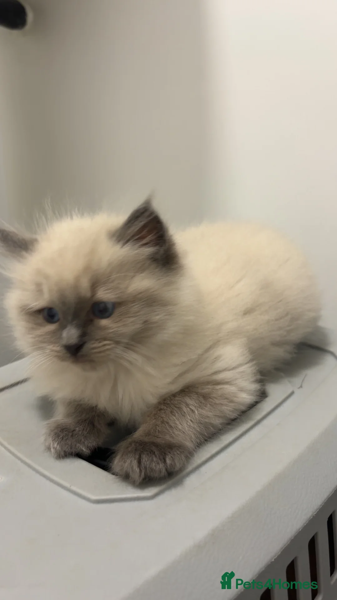 Ragdoll cats for sale: 🐾 Beautiful Female Lilac Ragdoll Kitten - Advert 1