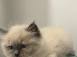 Ragdoll cats 🐾 Beautiful Female Lilac Ragdoll Kitten - Advert 3