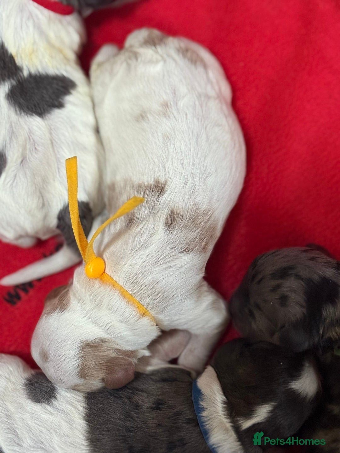 Cavapoo dogs for sale: Extensively health tested stunning cavapoo’s - Image 12