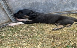Mixed Breed dogs for sale: Beautiful Huntaway x Collie pups  - Image 28