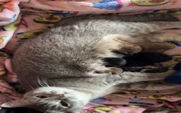 British Shorthair cats for sale: Beautiful British shorthair kitty!! - Image 18