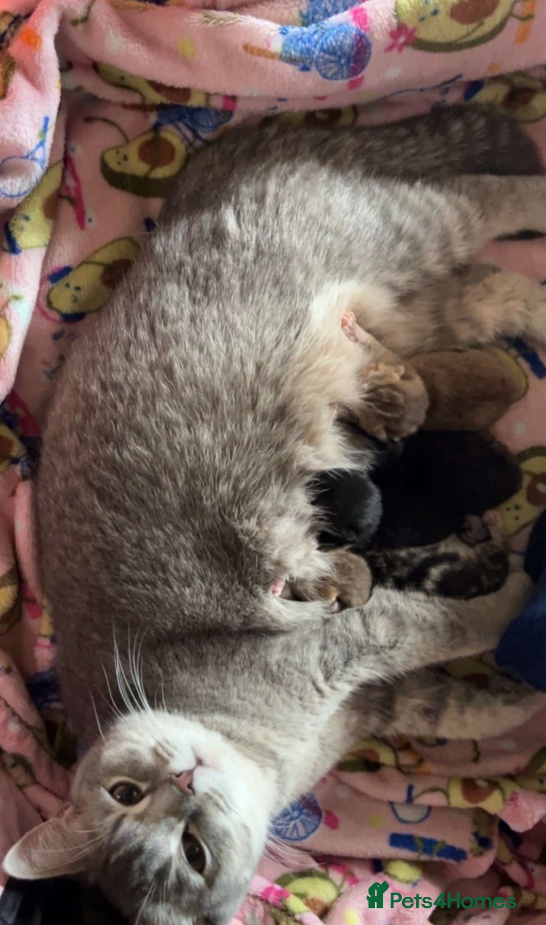 British Shorthair cats for sale: Beautiful British shorthair kitty!! - Image 18