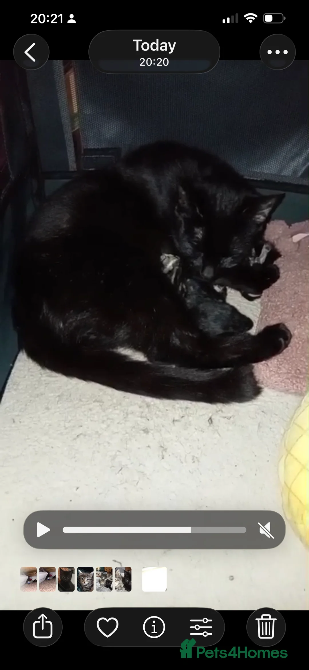 Mixed Breed cats for sale: 2 kittens ready to go!  in Wrexham - Advert 4