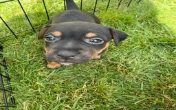 Jack Russell dogs for sale: Gorgeous Jack Russell Puppies - Image 16