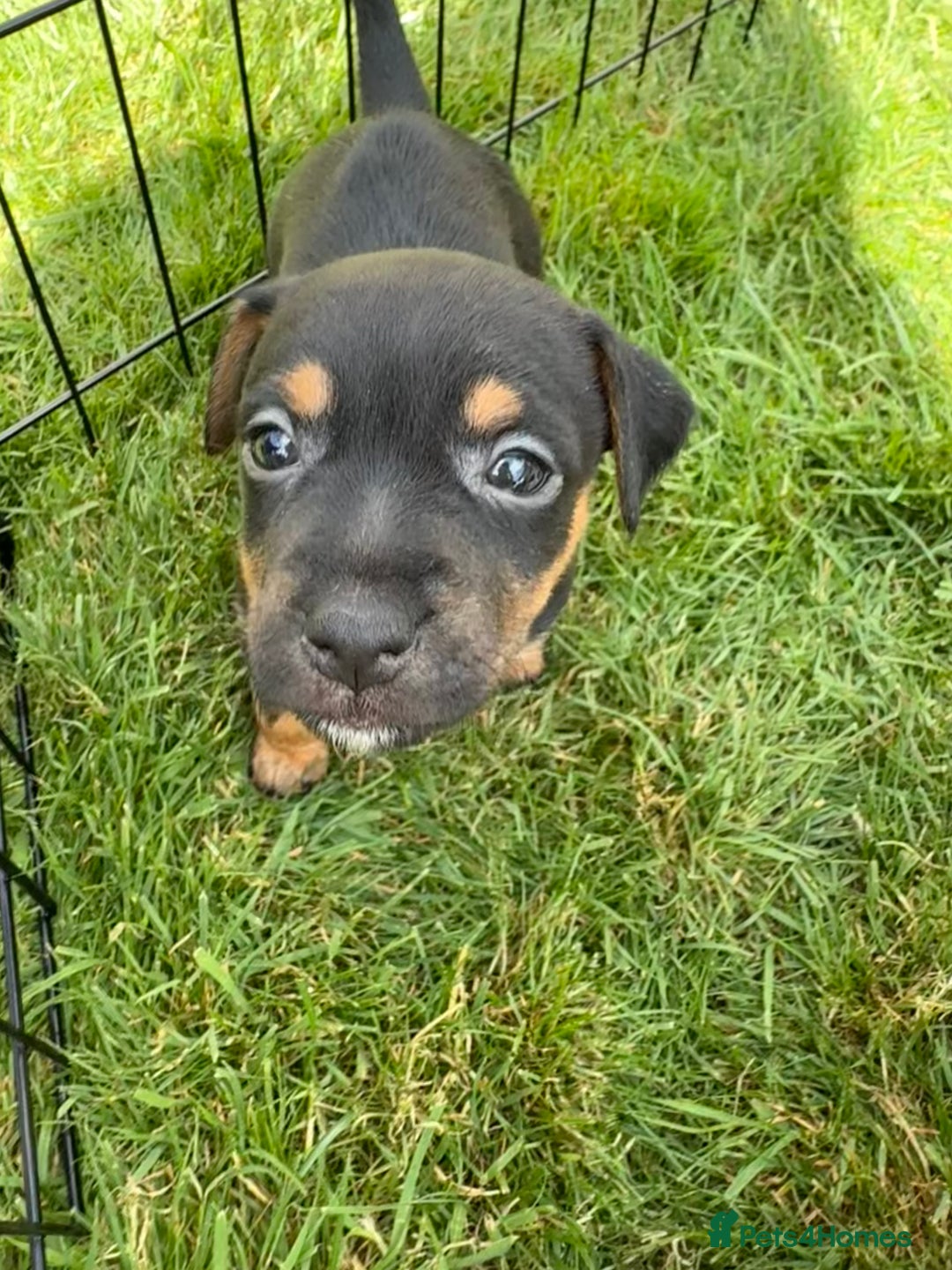 Jack Russell dogs for sale: Gorgeous Jack Russell Puppies - Image 16
