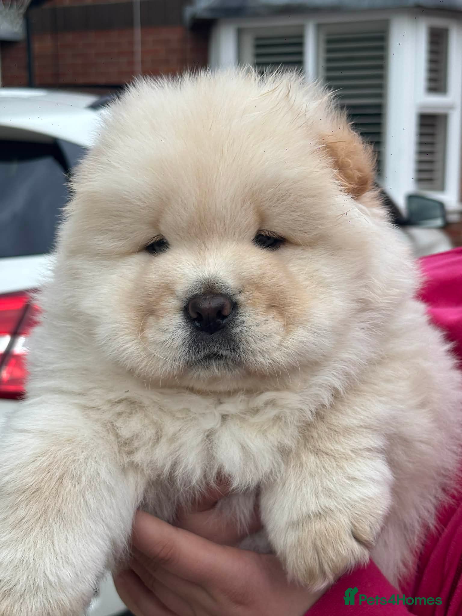 Chow Chow dogs Outstanding polar white chow - Advert 10