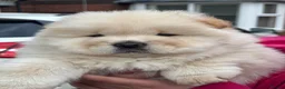 Chow Chow dogs for sale: Outstanding polar white chow - Advert 1