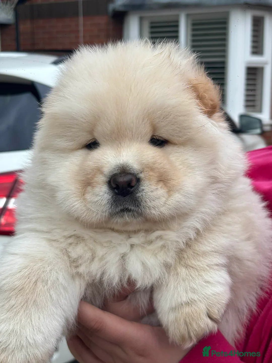 Chow Chow dogs for sale: Outstanding polar white chow - Advert 1