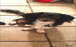 Mixed Breed dogs for sale: 1 year old small mixed breed dog. - Image 2