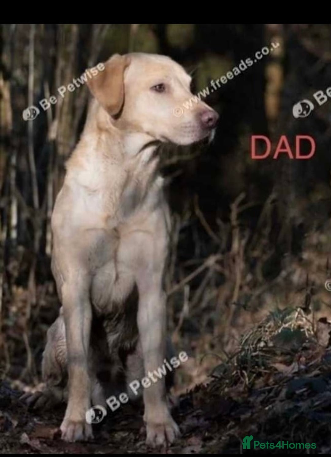 Labrador Retriever dogs for sale: Pedigree labradors  - Image 2