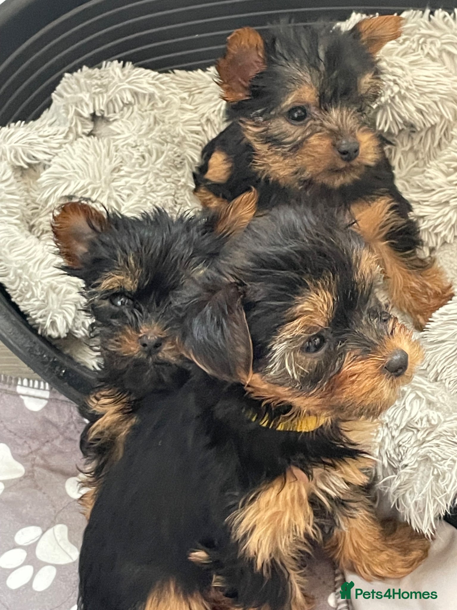 Yorkshire Terrier dogs PEDIGREE MINATURE YORKSHIRE PUPS- all reserved - Advert 2