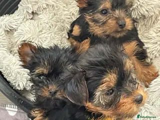 Yorkshire Terrier dogs PEDIGREE MINATURE YORKSHIRE PUPS- all reserved - Advert 2