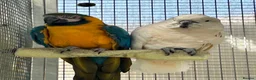 Cockatoo birds for sale: Macaw and Mollucan Cockatoo - Advert 7