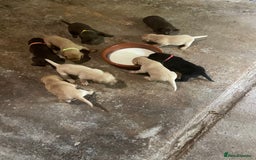 Labrador Retriever dogs for sale: Labrador retriever puppies  - Image 10