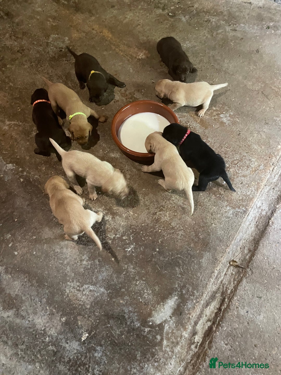 Labrador Retriever dogs for sale: Labrador retriever puppies  - Image 10