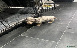 Dachshund dogs for sale: Dapple cream dachshund - Image 4
