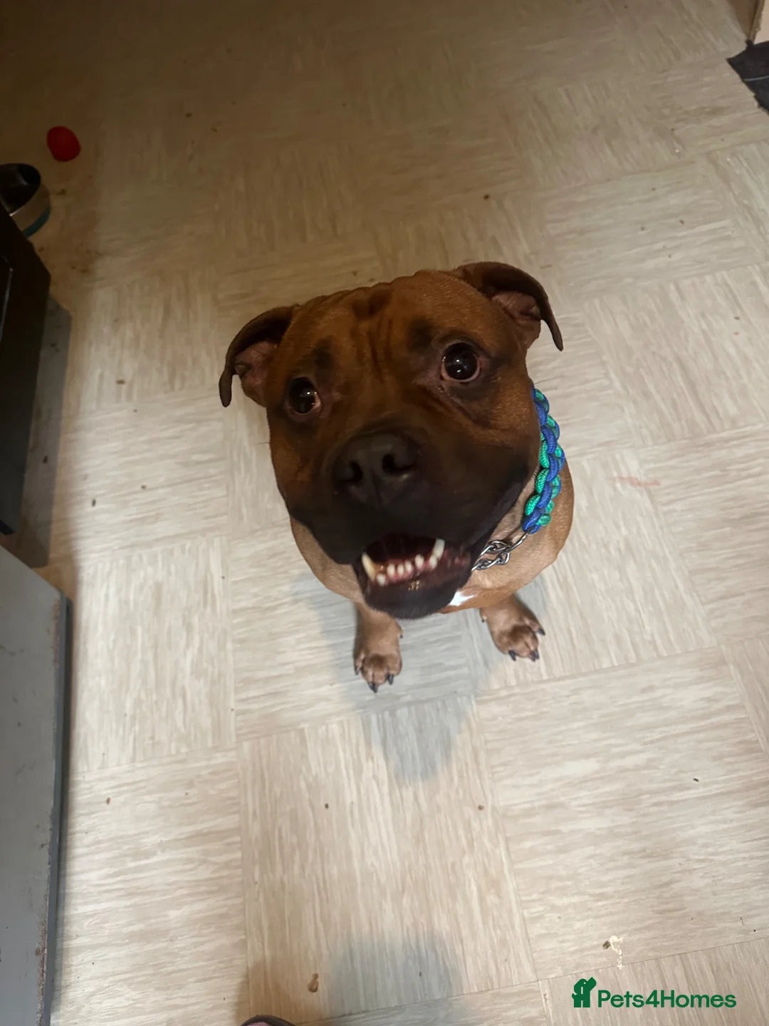 Staffordshire Bull Terrier dogs for sale: Chico - Advert 4