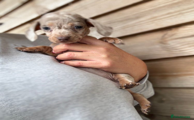 Miniature Dachshund dogs - Advert 1