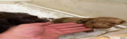 Sproodle dogs for sale: Beautiful Sproodles for sale F1 - Advert 18