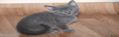 Russian Blue Girl