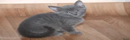 Russian Blue cats for sale: Russian Blue kittens One Girl Two boys - Advert 3